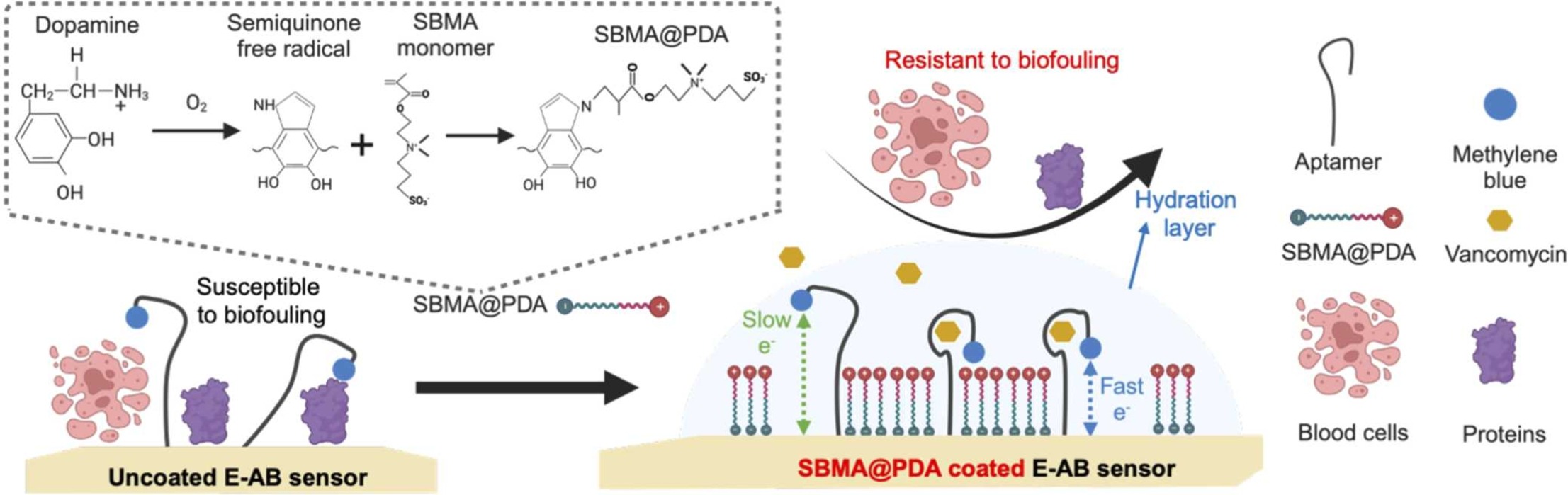 Antifouling zwitterionic coating enhances electrochemical aptamer-based sensors for therapeutic drug monitoring