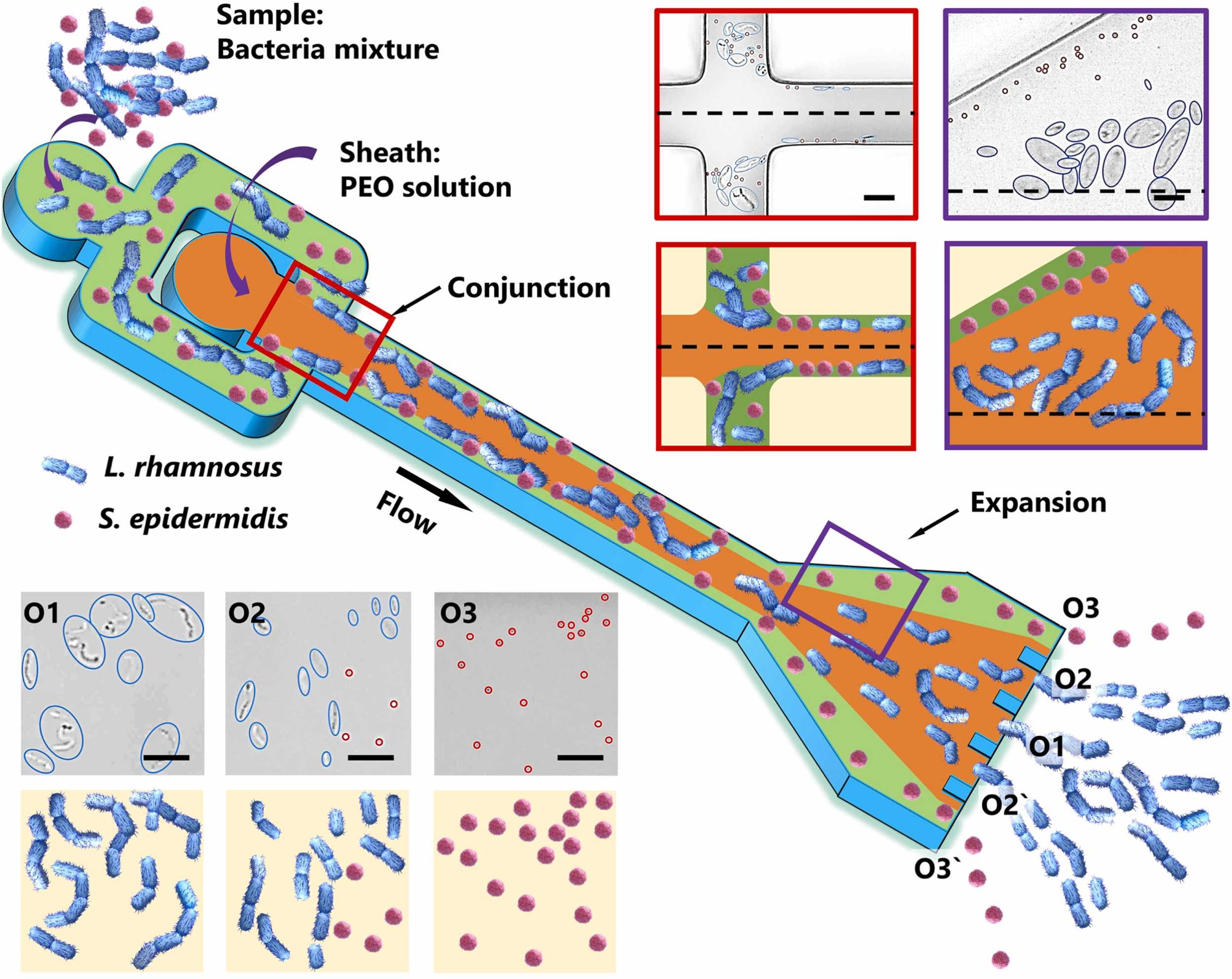 Bacteria separation and enrichment using viscoelastic flows in a straight microchannel