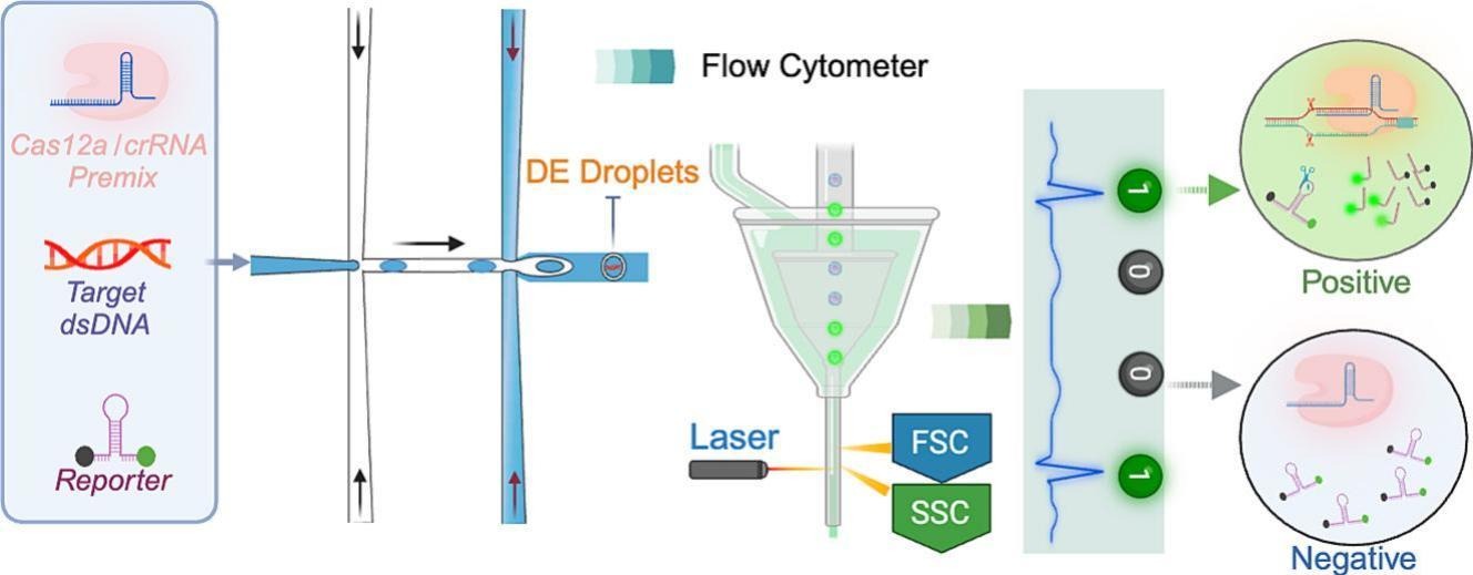 Double-emulsion droplet digital CRISPR/Cas12a for amplification-free, absolute quantification of nucleic acids at attomole levels