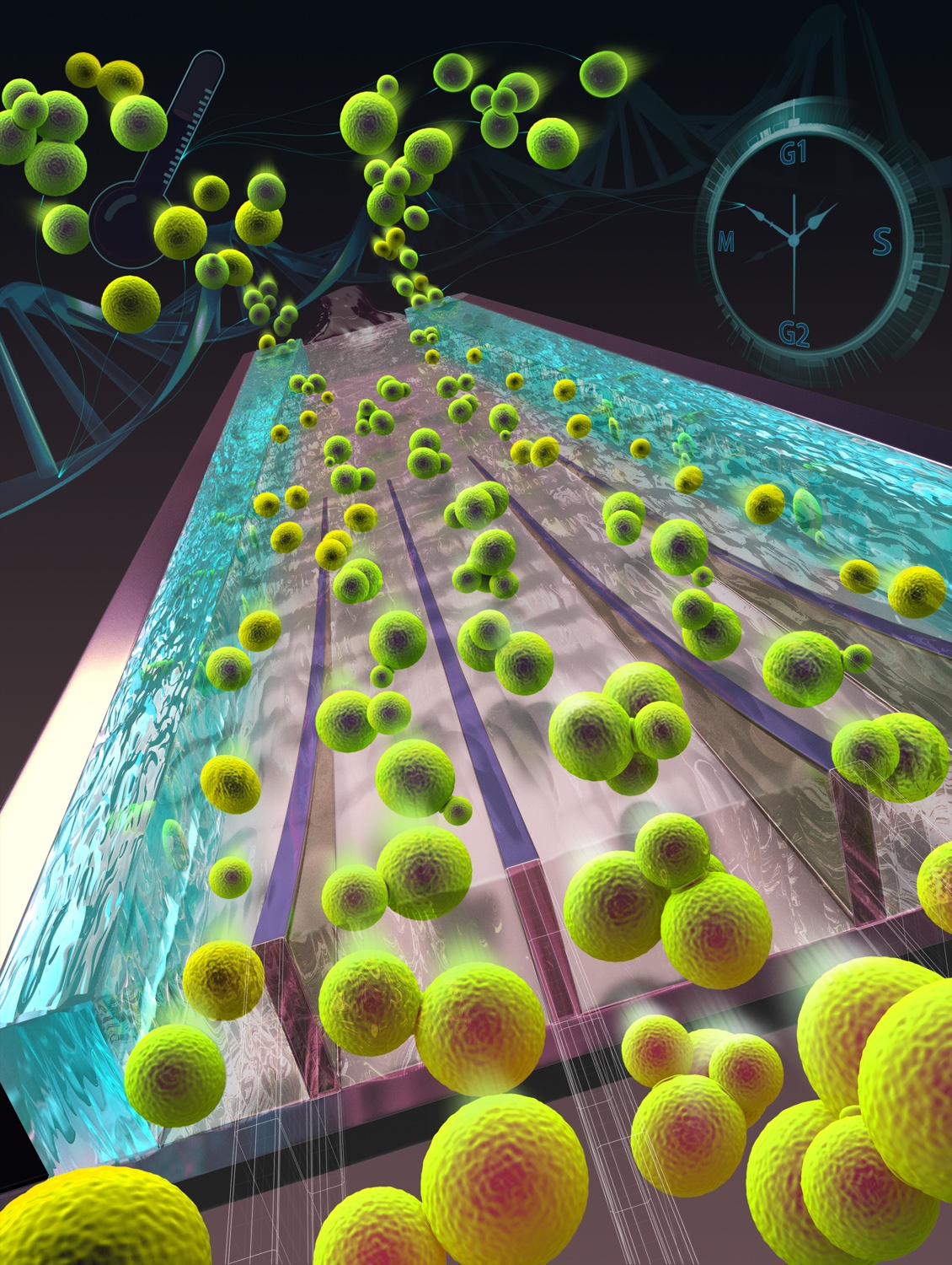 Cells flowing through a microfluidic platform