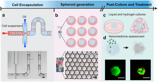 Tumour spheroid droplet platform